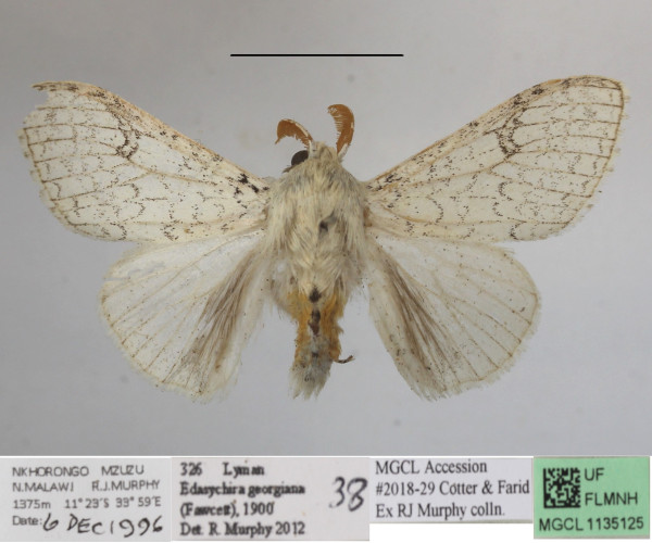 /filer/webapps/moths/media/images/G/georgiana_Eudasychira_AM_MGCLa_01.jpg
