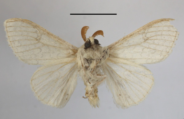 /filer/webapps/moths/media/images/G/georgiana_Eudasychira_AM_MGCLb_01.jpg