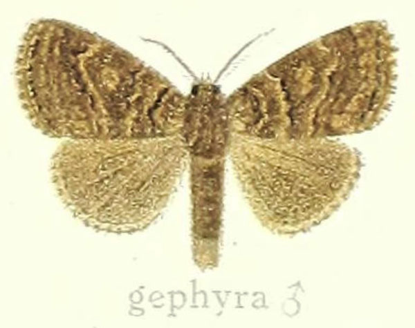 /filer/webapps/moths/media/images/G/gephyra_Dasychira_HT_Hering_23h.jpg