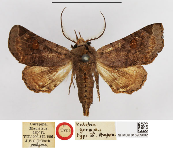 /filer/webapps/moths/media/images/G/geraea_Eutelia_LT_NHMUK.jpg