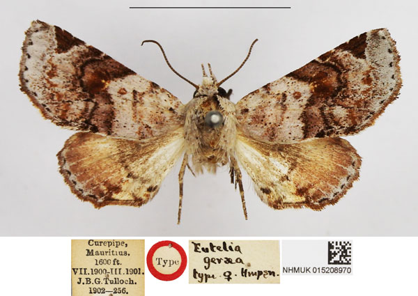 /filer/webapps/moths/media/images/G/geraea_Eutelia_PLT_NHMUK.jpg