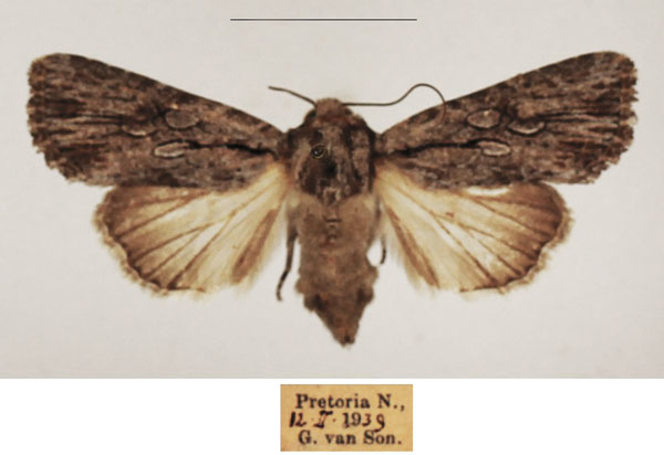 /filer/webapps/moths/media/images/G/geraea_Omphalestra_AF_TMSA_01.jpg