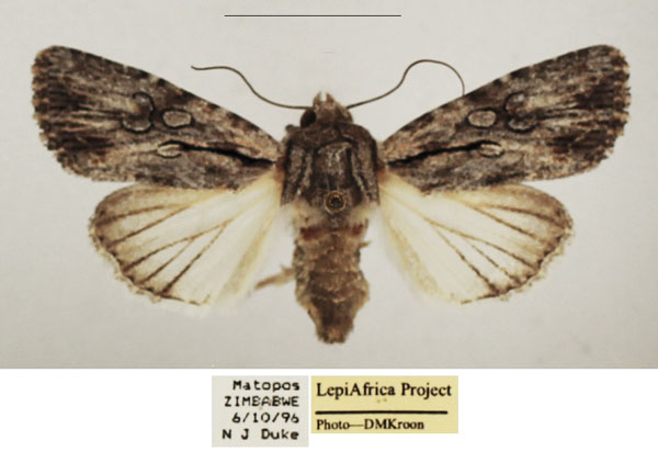 /filer/webapps/moths/media/images/G/geraea_Omphalestra_AF_TMSA_02.jpg