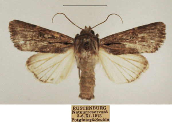 /filer/webapps/moths/media/images/G/geraea_Omphalestra_AM_TMSA_01.jpg
