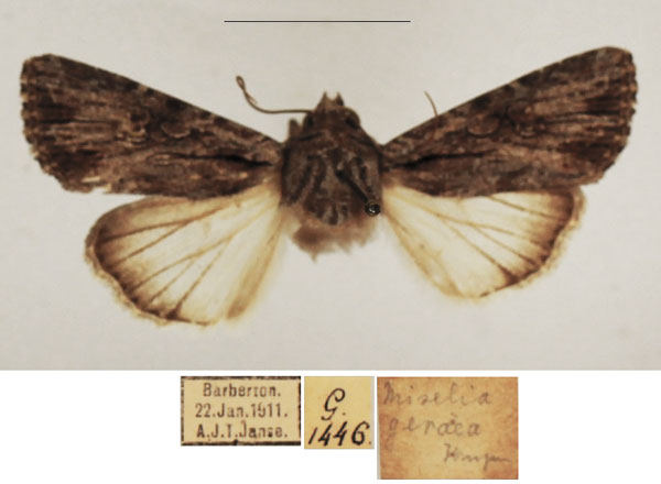 /filer/webapps/moths/media/images/G/geraea_Omphalestra_AM_TMSA_02.jpg