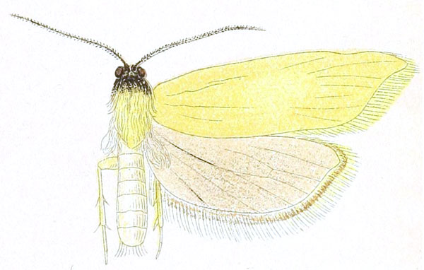 /filer/webapps/moths/media/images/G/geraeas_Epichorista_HT_Meyrick_2-6.jpg