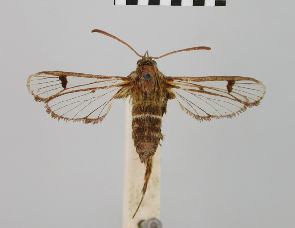 /filer/webapps/moths/media/images/G/geraropa_Melisophista_HT_BMNH.jpg