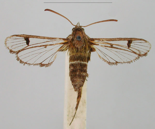 /filer/webapps/moths/media/images/G/geraropa_Melisophista_HT_BMNH_XuR078t.jpg
