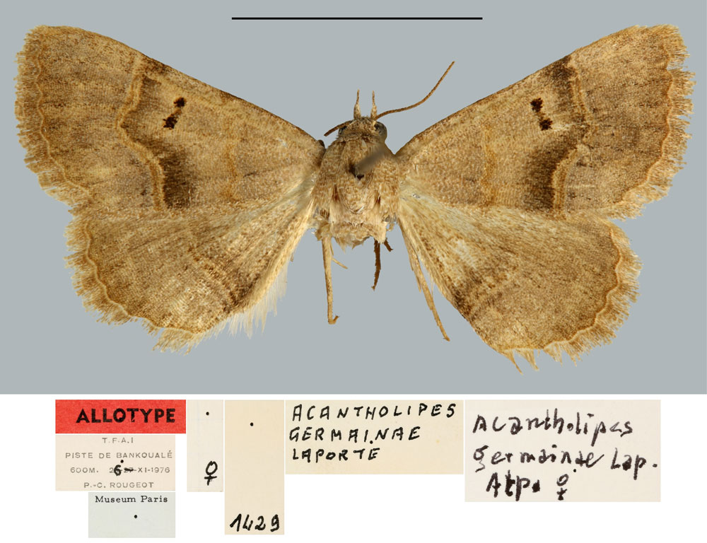 /filer/webapps/moths/media/images/G/germainae_Acantholipes_AT_MNHN.jpg