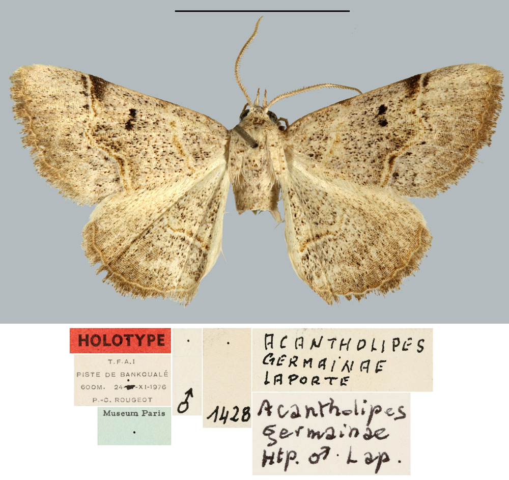 /filer/webapps/moths/media/images/G/germainae_Acantholipes_HT_MNHN.jpg