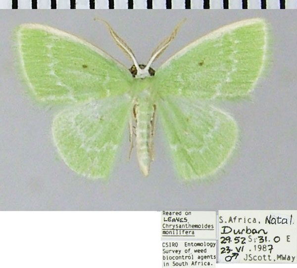 /filer/webapps/moths/media/images/G/germana_Comostolopsis_AM_ZSMa.jpg