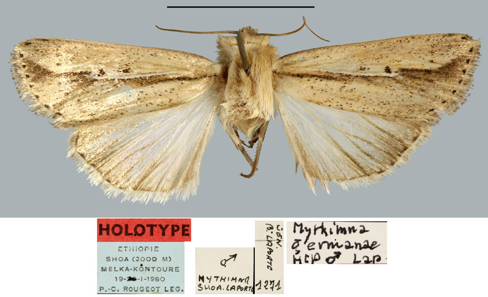 /filer/webapps/moths/media/images/G/germanae_Mythimna_HT_MNHN.jpg