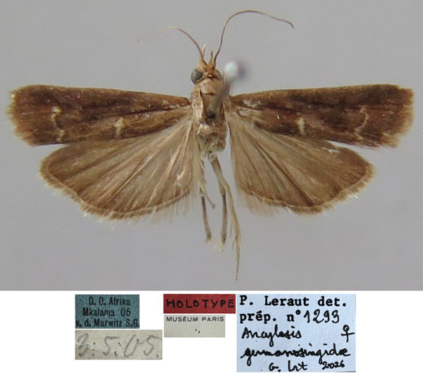 /filer/webapps/moths/media/images/G/germanosingidae_Ancylosis_HT_MNHN.jpg