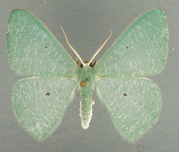 /filer/webapps/moths/media/images/G/germinaria_Prasinocyma_AM_TMSA.jpg