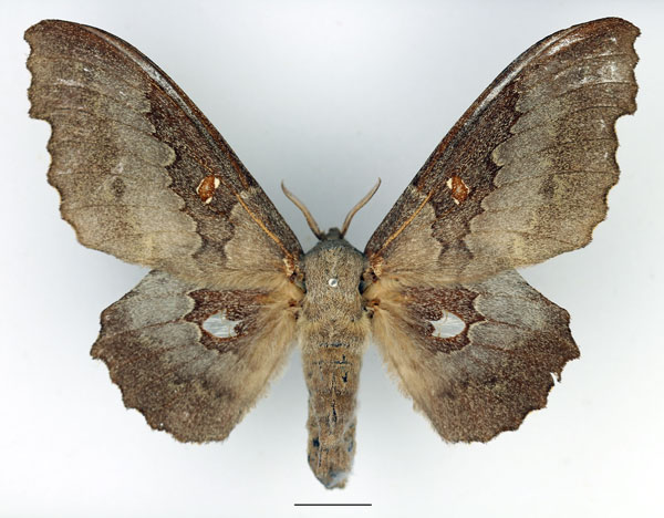 /filer/webapps/moths/media/images/G/gerstaeckeri_Mimopacha_AF_Basquin_01.jpg
