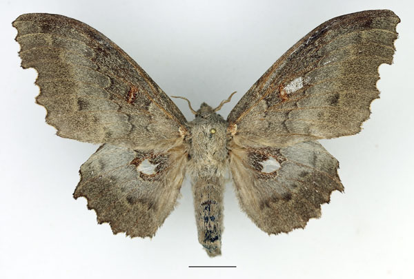 /filer/webapps/moths/media/images/G/gerstaeckeri_Mimopacha_AF_Basquin_02.jpg