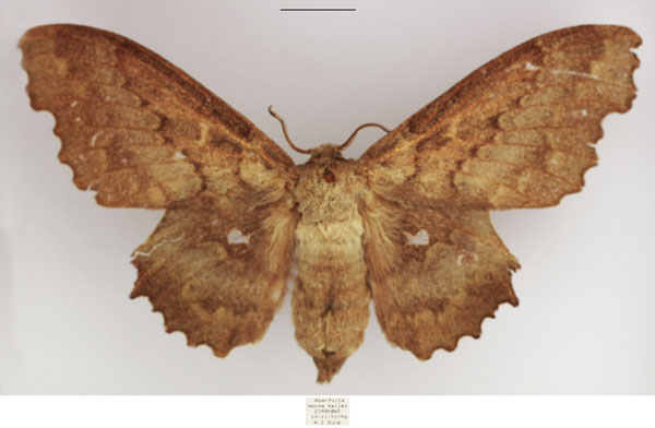 /filer/webapps/moths/media/images/G/gerstaeckeri_Mimopacha_AF_TMSA.jpg