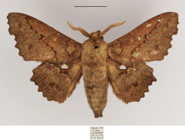 /filer/webapps/moths/media/images/G/gerstaeckeri_Mimopacha_AM_TMSA.jpg
