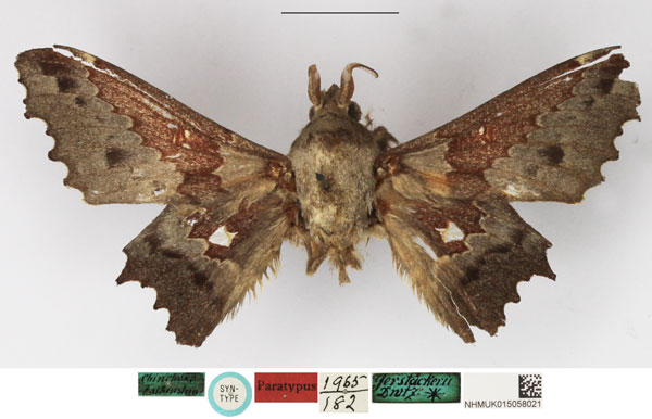 /filer/webapps/moths/media/images/G/gerstaeckerii_Gastropacha_STM_NHMUK.jpg