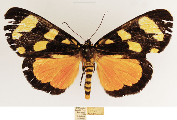 /filer/webapps/moths/media/images/G/geryon_Heraclia_AM_TMSA.jpg