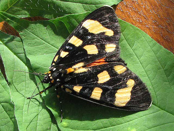 /filer/webapps/moths/media/images/G/geryon_Heraclia_A_Goff.jpg