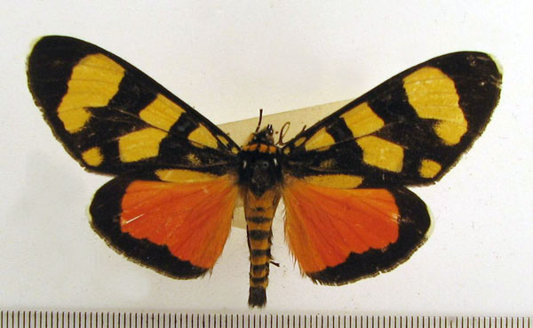 /filer/webapps/moths/media/images/G/geryon_Heraclia_A_HDOU_02.jpg