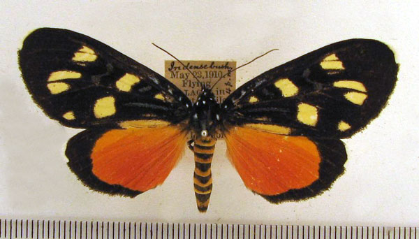 /filer/webapps/moths/media/images/G/geryon_Heraclia_A_HDOU_03.jpg