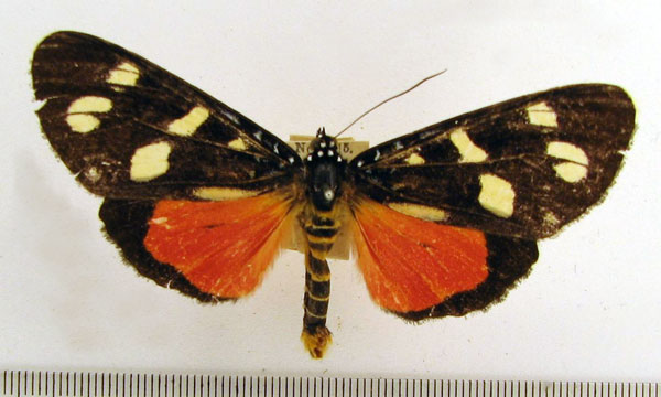 /filer/webapps/moths/media/images/G/geryon_Heraclia_A_HDOU_04.jpg