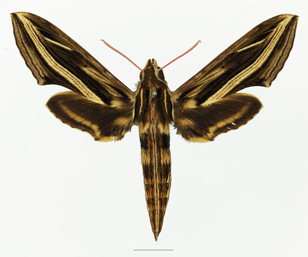 /filer/webapps/moths/media/images/G/geryon_Hippotion_AF_Basquina.jpg