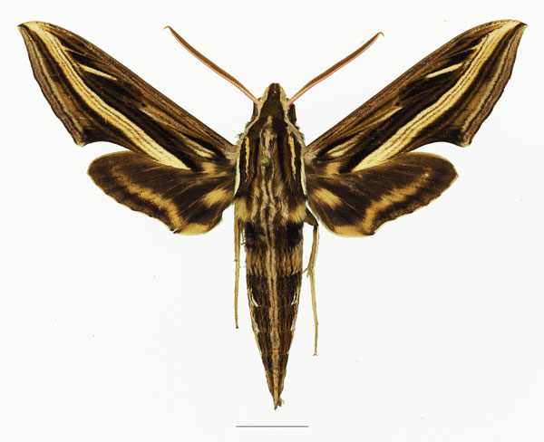 /filer/webapps/moths/media/images/G/geryon_Hippotion_AM_Basquina.jpg