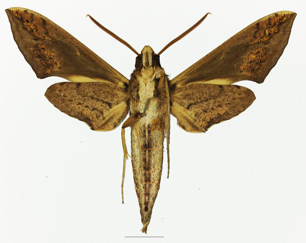 /filer/webapps/moths/media/images/G/geryon_Hippotion_AM_Basquinb.jpg