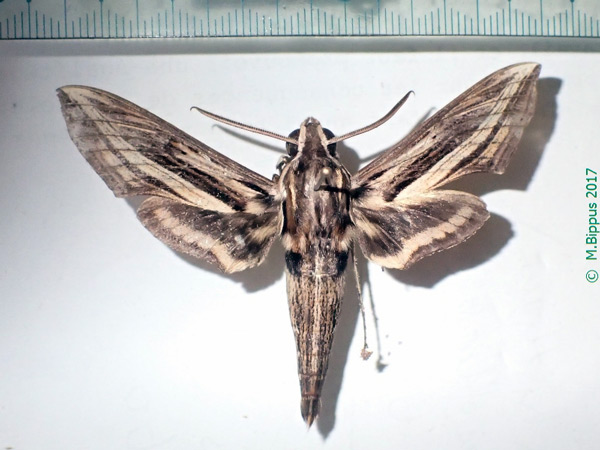 /filer/webapps/moths/media/images/G/geryon_Hippotion_A_Bippus.jpg
