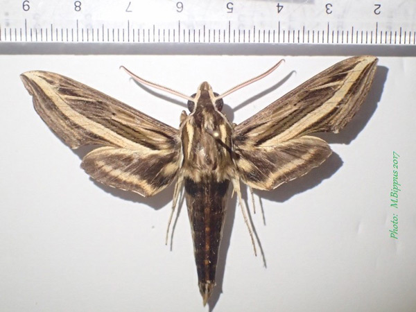 /filer/webapps/moths/media/images/G/geryon_Hippotion_A_Bippus_02.jpg