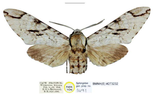 /filer/webapps/moths/media/images/G/gessi_Macropoliana_PTM_NHMUKa.jpg
