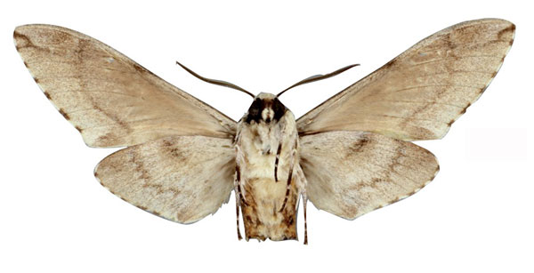 /filer/webapps/moths/media/images/G/gessi_Macropoliana_PTM_NHMUKb.jpg