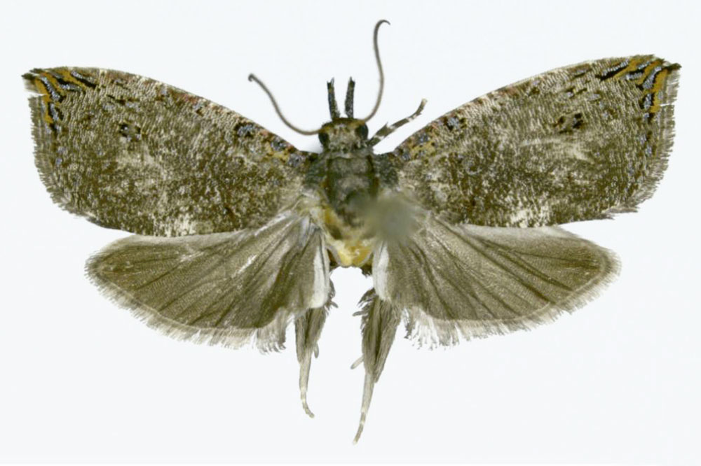 /filer/webapps/moths/media/images/G/gestroa_Neorrhyncha_HT_ZMJU.jpg