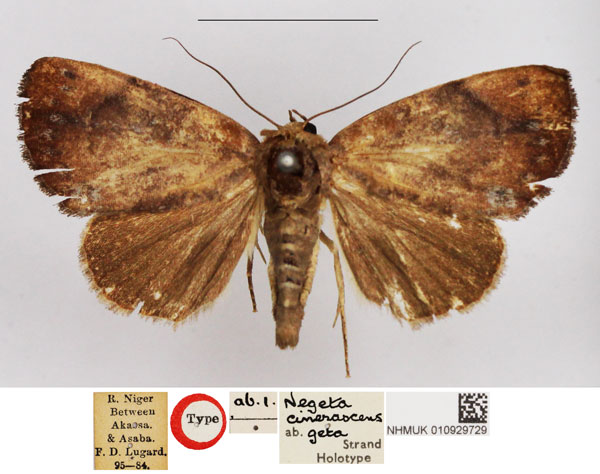 /filer/webapps/moths/media/images/G/geta_Negeta_HT_NHMUK.jpg