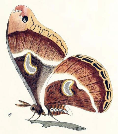 /filer/webapps/moths/media/images/G/getula_Philosamia_Maassen_1885_69.jpg
