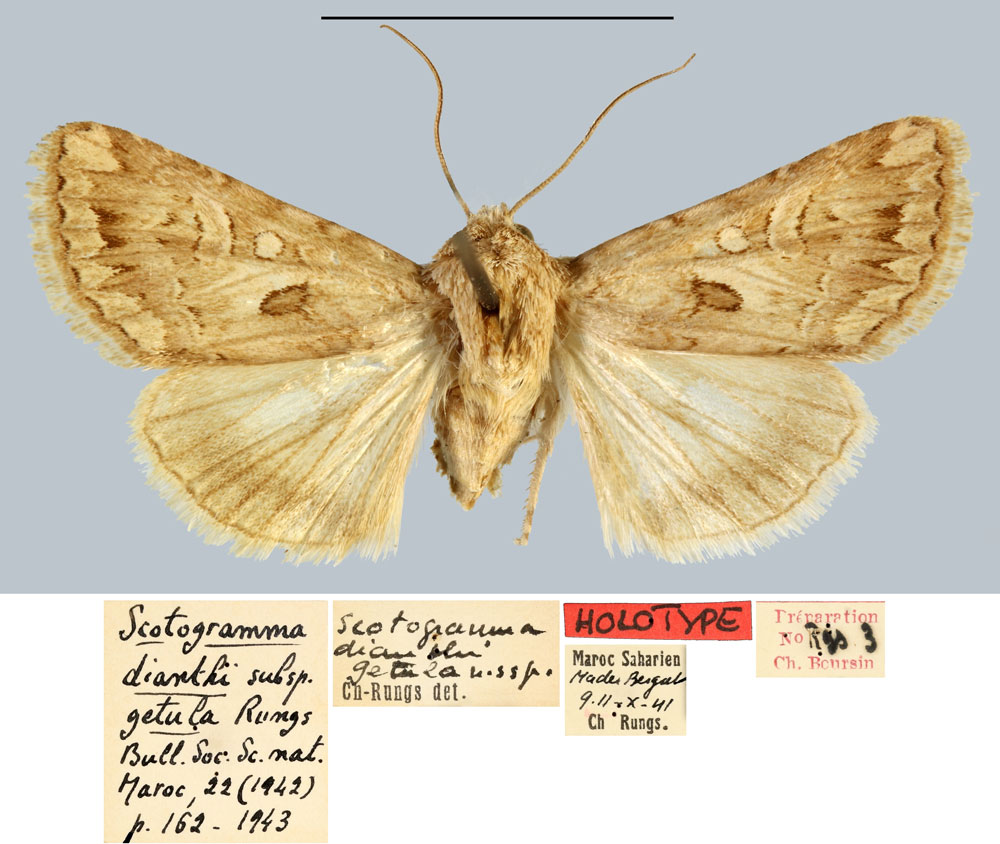 /filer/webapps/moths/media/images/G/getula_Scotogramma_HT_MNHN.jpg