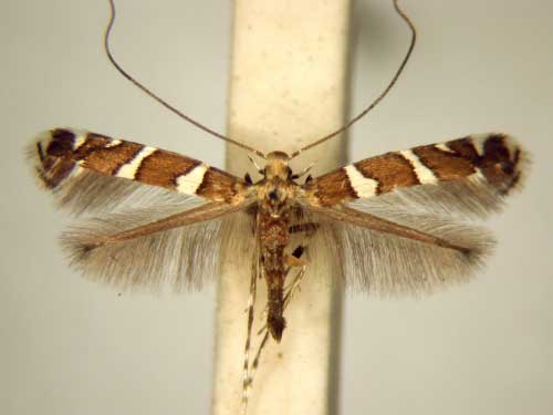 /filer/webapps/moths/media/images/G/geyeri_Telamoptilia_PT_TMSA6182.jpg