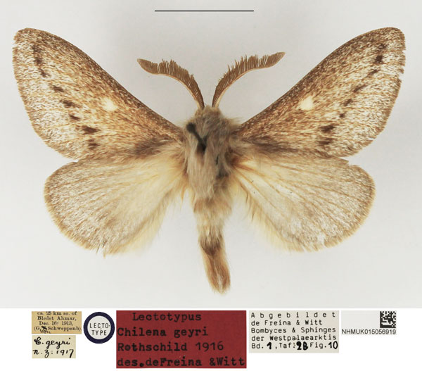 /filer/webapps/moths/media/images/G/geyri_Chilena_LT_NHMUK.jpg