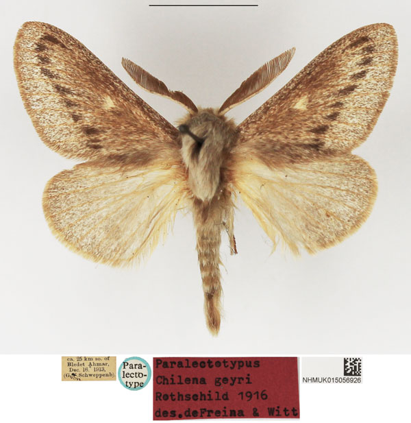 /filer/webapps/moths/media/images/G/geyri_Chilena_PLTM_NHMUK_01.jpg