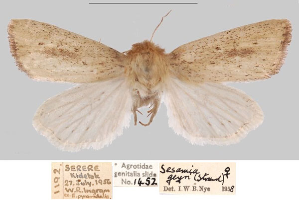 /filer/webapps/moths/media/images/G/geyri_Sesamia_AF_NHMUKa.jpg