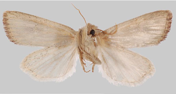 /filer/webapps/moths/media/images/G/geyri_Sesamia_AF_NHMUKb.jpg