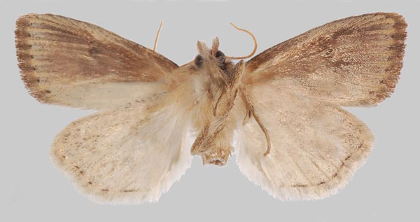 /filer/webapps/moths/media/images/G/geyri_Sesamia_AM_NHMUKb.jpg