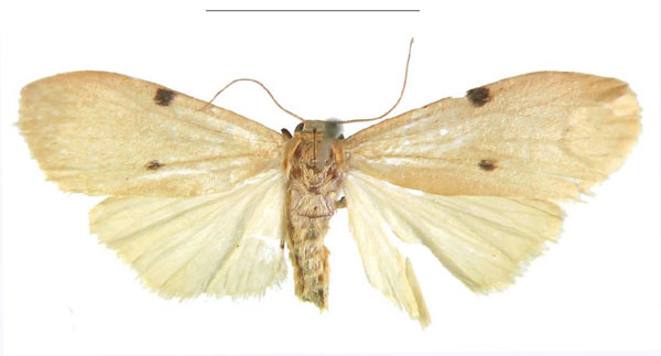 /filer/webapps/moths/media/images/G/ghanensis_Archithosia_HT_MSNS.jpg