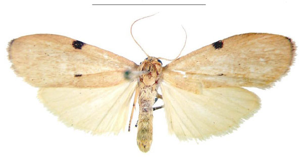 /filer/webapps/moths/media/images/G/ghanensis_Archithosia_PTM_MSNS.jpg