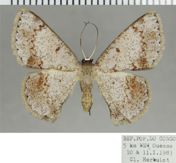 /filer/webapps/moths/media/images/G/ghesquierei_Pycnostega_AF_ZSM.jpg