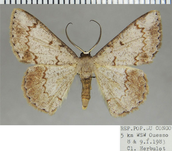 /filer/webapps/moths/media/images/G/ghesquierei_Pycnostega_AM_ZSMa.jpg