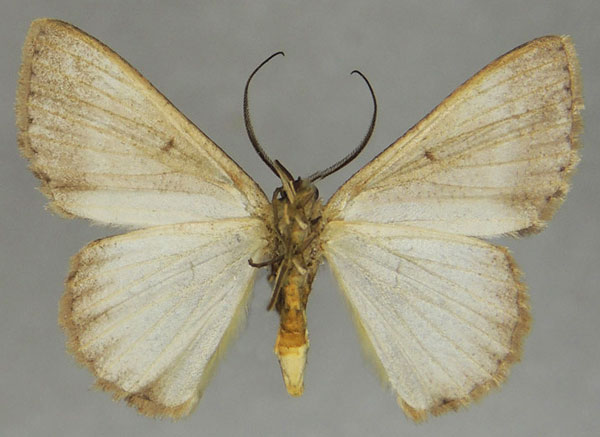 /filer/webapps/moths/media/images/G/ghesquierei_Pycnostega_AM_ZSMb.jpg